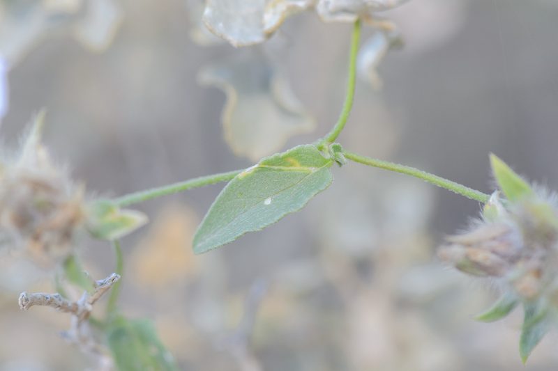Convolvulus glomeratus, photographed by Morten Ross