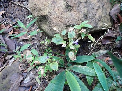 Torenia fournieri, photographed by luluchouette