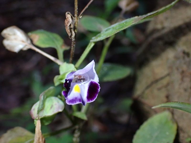 Torenia fournieri, photographed by luluchouette
