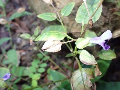 Torenia fournieri, photographed by luluchouette