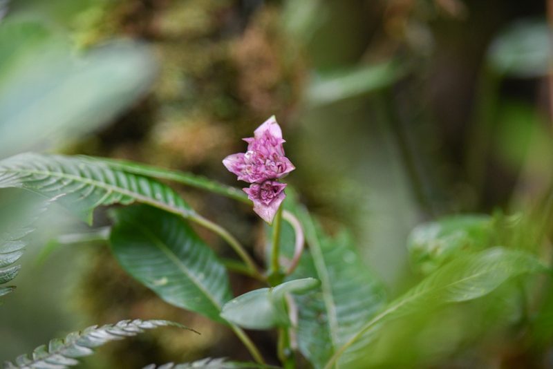 Palicourea chiriquiensis, photographed by Trevor Van Loon