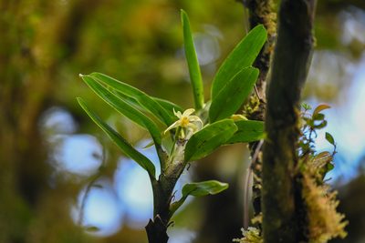 Maxillaria inaudita, photographed by Trevor Van Loon