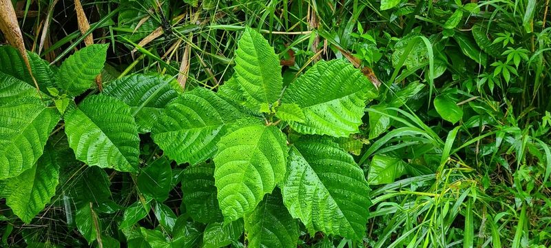 Urera baccifera, photographed by ritirene
