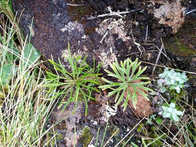 Anisotome filifolia, photographed by Leon Perrie