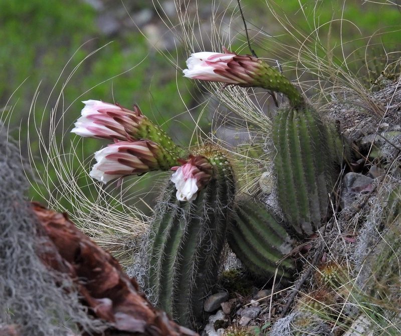 Soehrensia schickendantzii, photographed by Hugo Hulsberg