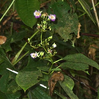 Monopyle ecuadorensis, photographed by Sue Carnahan