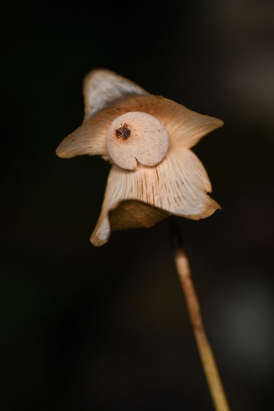Utricularia praetermissa, photographed by Trevor Van Loon