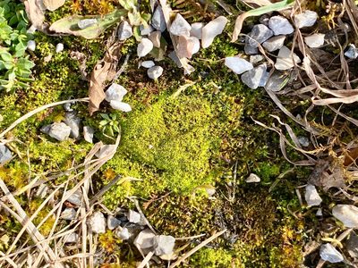 Streblotrichum convolutum, photographed by Eva-Maria