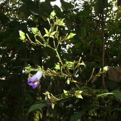 Monopyle ecuadorensis, photographed by Sue Carnahan