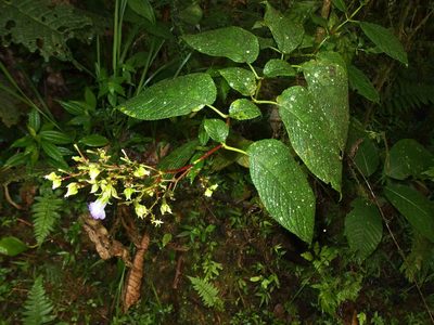Monopyle ecuadorensis, photographed by Sue Carnahan