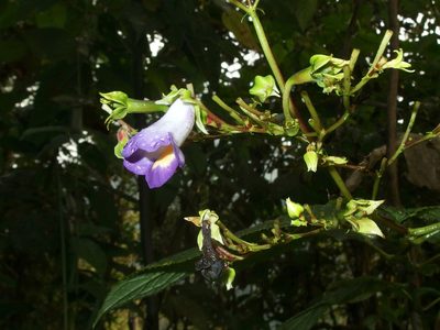 Monopyle ecuadorensis, photographed by Sue Carnahan