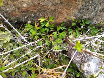 Ranunculus verticillatus, photographed by Leon Perrie