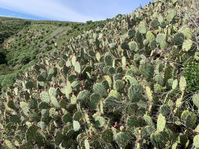 Opuntia littoralis, photographed by william_hoyer