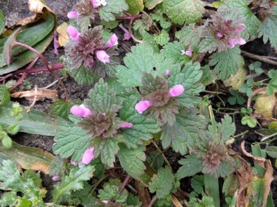 Lamium hybridum, photographed by Michel Langeveld