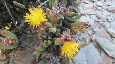 Hereroa aspera, photographed by James Deacon