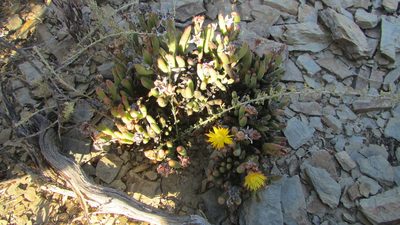 Hereroa aspera, photographed by James Deacon