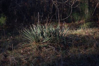 Yucca flaccida, photographed by Mike Duran
