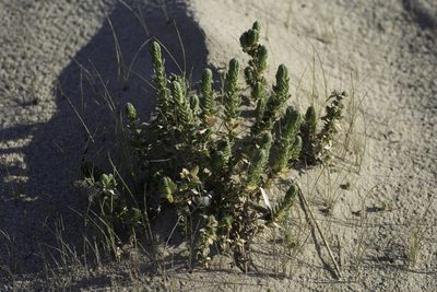 Crucianella maritima, photographed by Tim Johnson