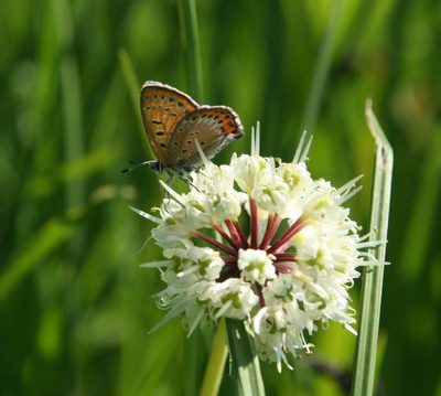 Allium microdictyon, photographed by Oleg Kosterin