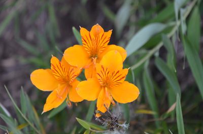 Alstroemeria aurea, photographed by Lauu