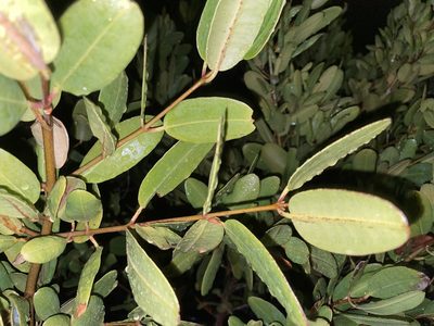 Laguncularia racemosa, photographed by Aidan