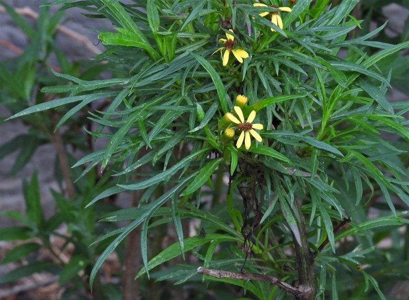 Senecio rudbeckiifolius, photographed by Hugo Hulsberg