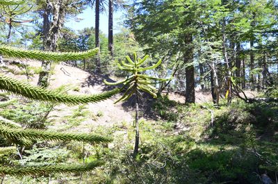 Araucaria araucana, photographed by Lauu