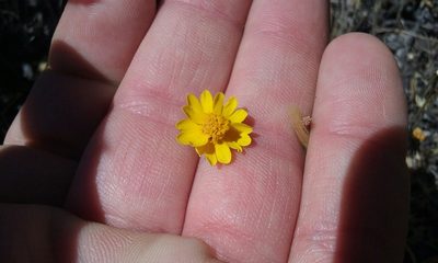 Harmonia nutans, photographed by rockybajada