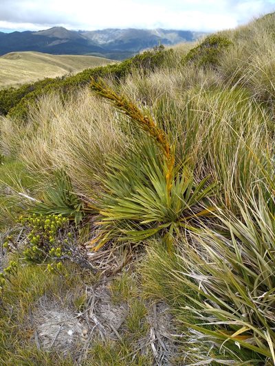 Aciphylla ferox, photographed by Leon Perrie
