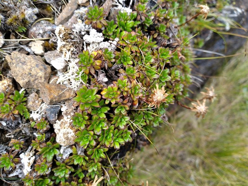 Celmisia bellidioides, photographed by Leon Perrie
