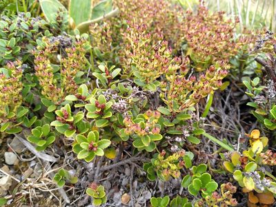 Gaultheria crassa, photographed by Leon Perrie