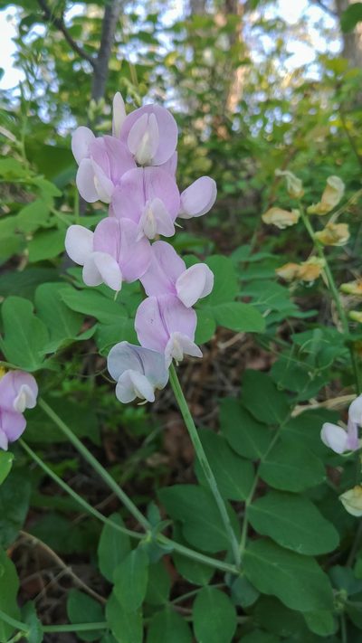 Lathyrus pauciflorus, photographed by Rolf Lawrenz