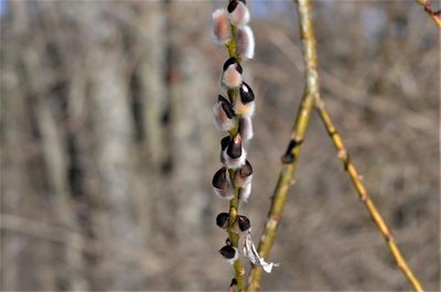 Salix daphnoides, photographed by E. A.