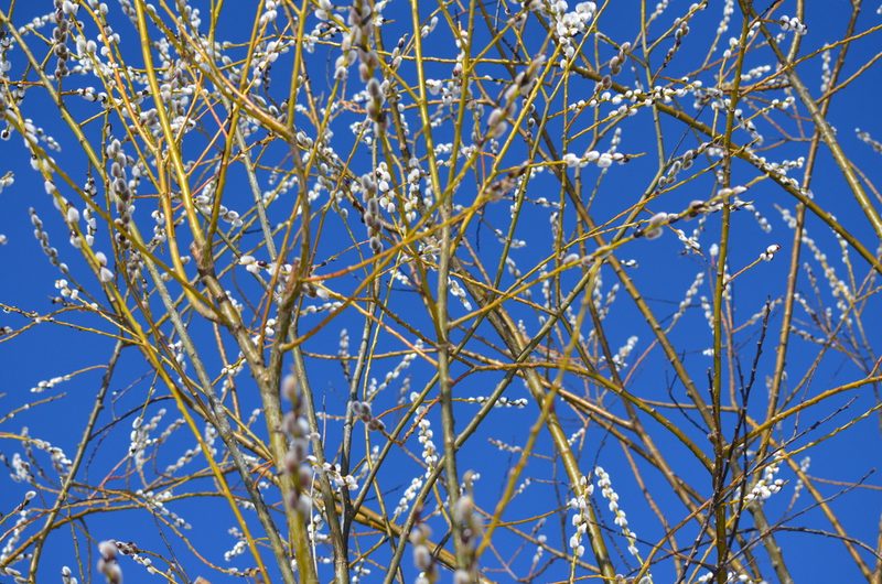 Salix daphnoides, photographed by E. A.
