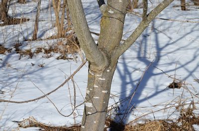Salix daphnoides, photographed by E. A.
