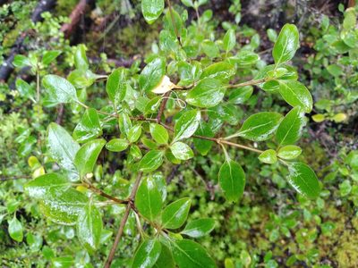 Coprosma foetidissima, photographed by Leon Perrie