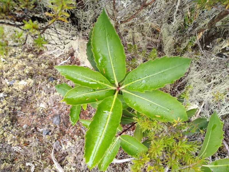 Pittosporum dallii, photographed by Leon Perrie