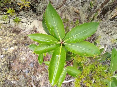 Pittosporum dallii, photographed by Leon Perrie