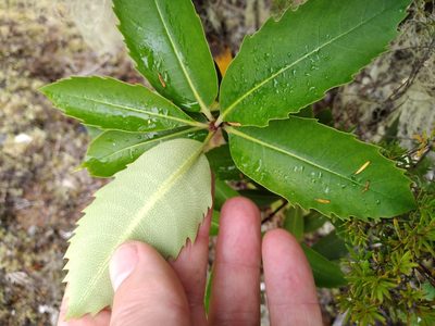 Pittosporum dallii, photographed by Leon Perrie