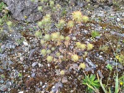 Navarretia squarrosa, photographed by Leon Perrie