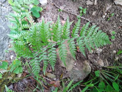 Polystichum oculatum, photographed by Leon Perrie
