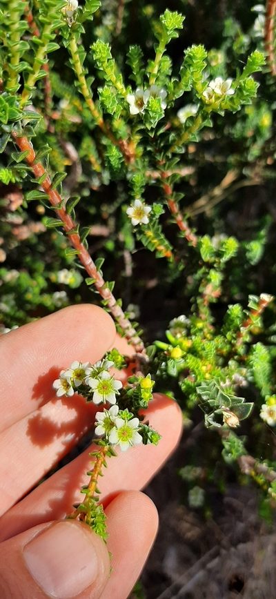 Diosma guthriei, photographed by Eugene Hahndiek