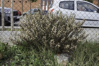 Dittrichia viscosa, photographed by Tim Johnson