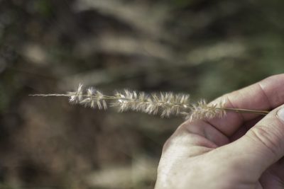 Melica ciliata, photographed by Tim Johnson