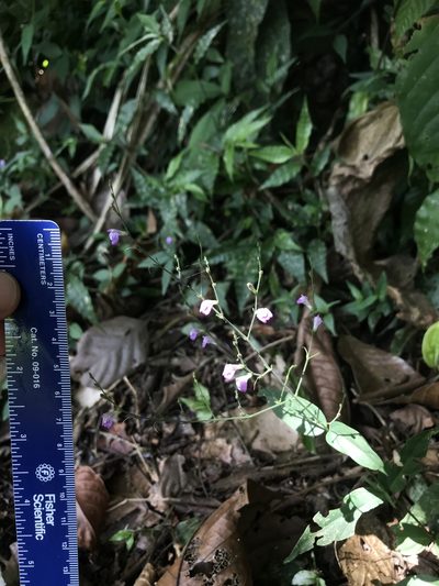 Dianthera pectoralis, photographed by Amanda Fisher