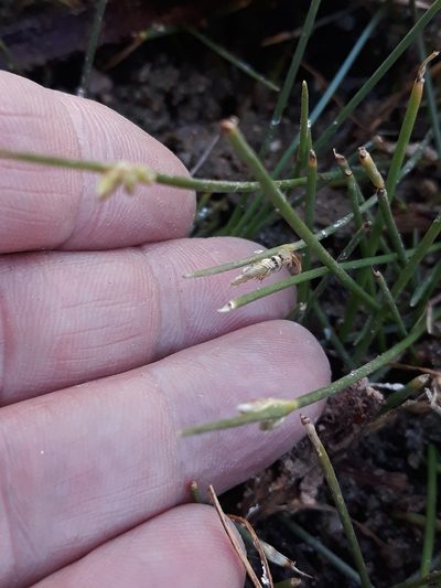 Cyperus laevigatus, photographed by Karim Haddad