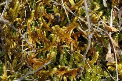 Rhytidium rugosum, photographed by Patrick Meurin