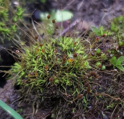 Weissia brachycarpa, photographed by Helen Waterman