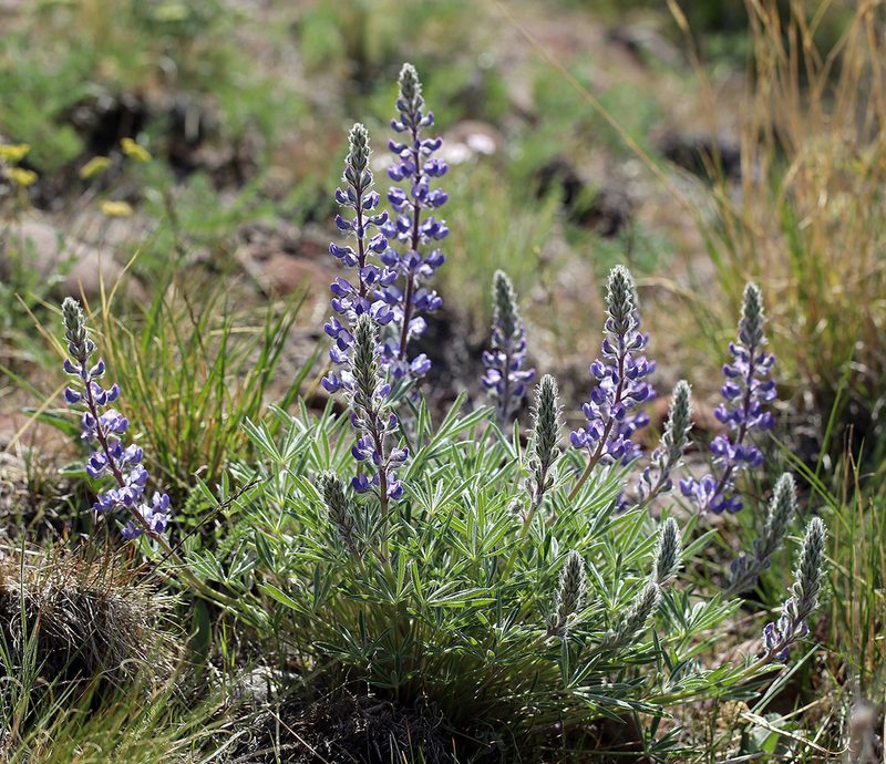 Lupinus nevadensis, photographed by Steve Matson