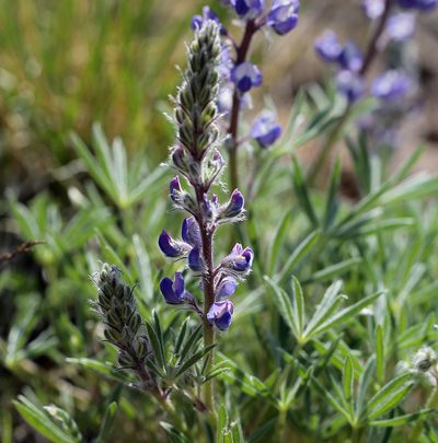Lupinus nevadensis, photographed by Steve Matson